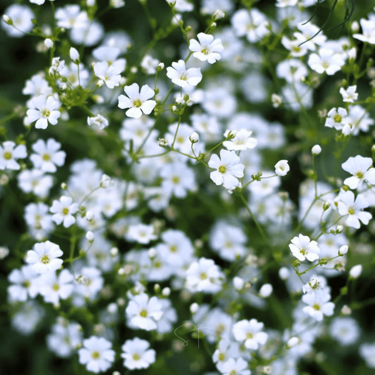 Annual Baby’s Breath (Covenant Garden) – 500 Seeds