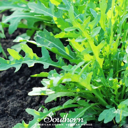 Wild Arugula – 500 Seeds