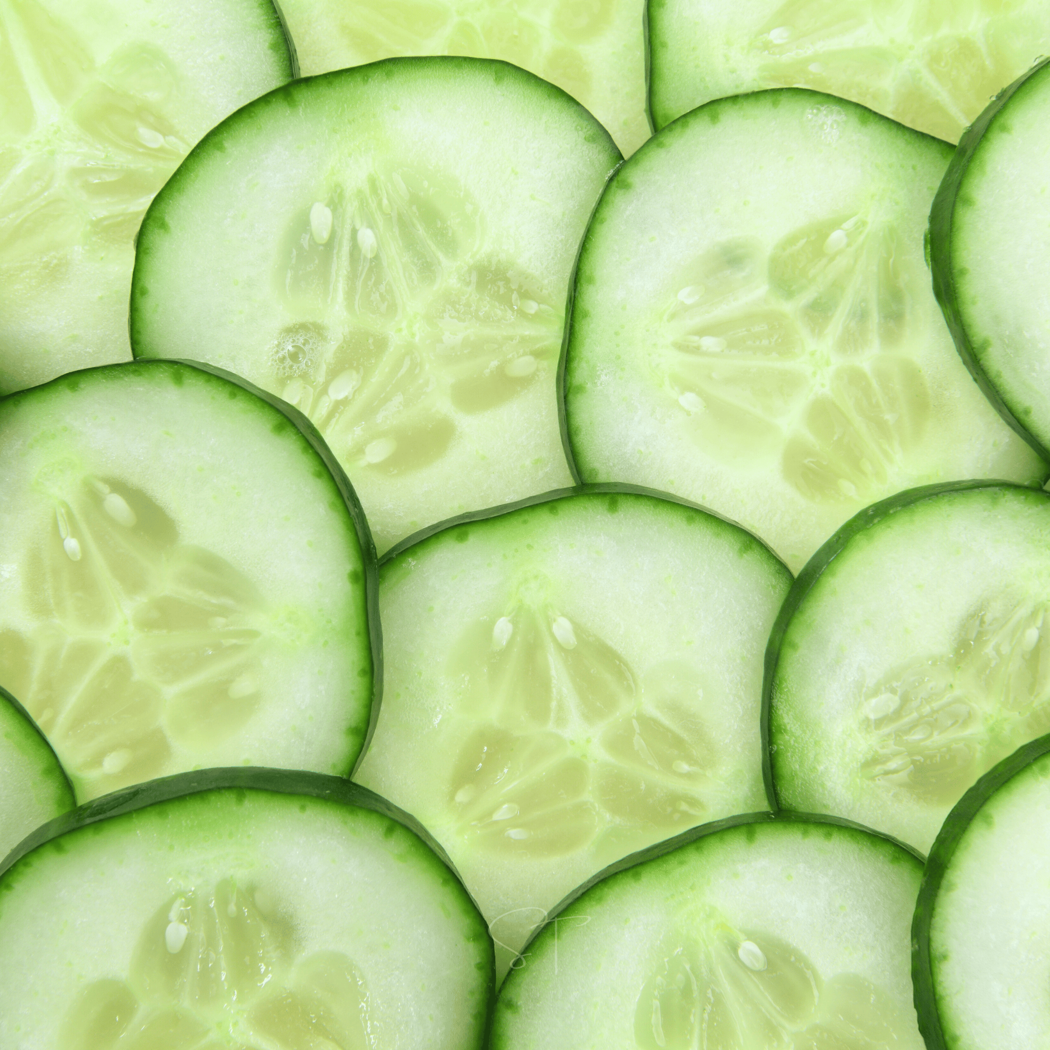 Ashley Cucumber – 30 Seeds