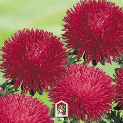 Red Gremlin Aster – 50 Seeds
