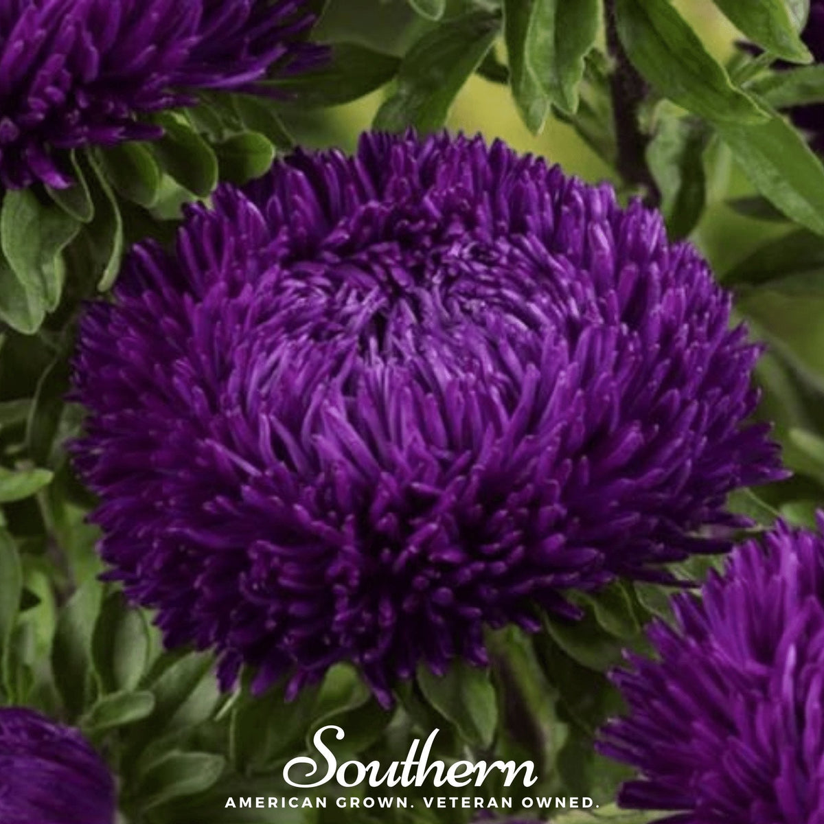 Violet Gremlin Aster – 50 Seeds