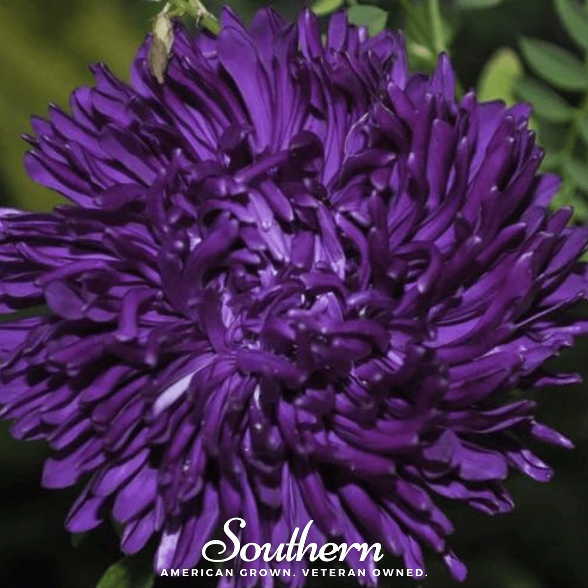Violet Gremlin Aster – 50 Seeds
