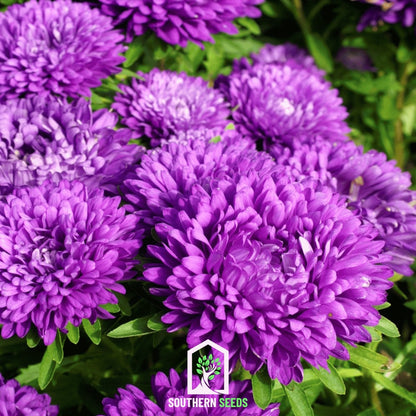 Milady Blue Aster – 50 Seeds
