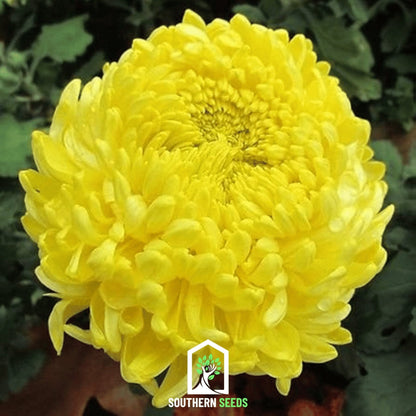 Yellow Paeony Duchess Aster – 50 Seeds