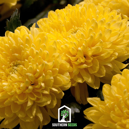 Yellow Paeony Duchess Aster – 50 Seeds