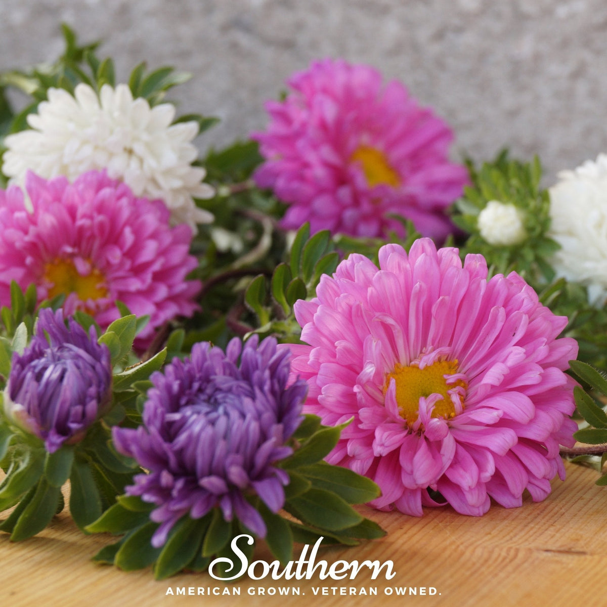 Powder Puff Aster – 50 Seeds