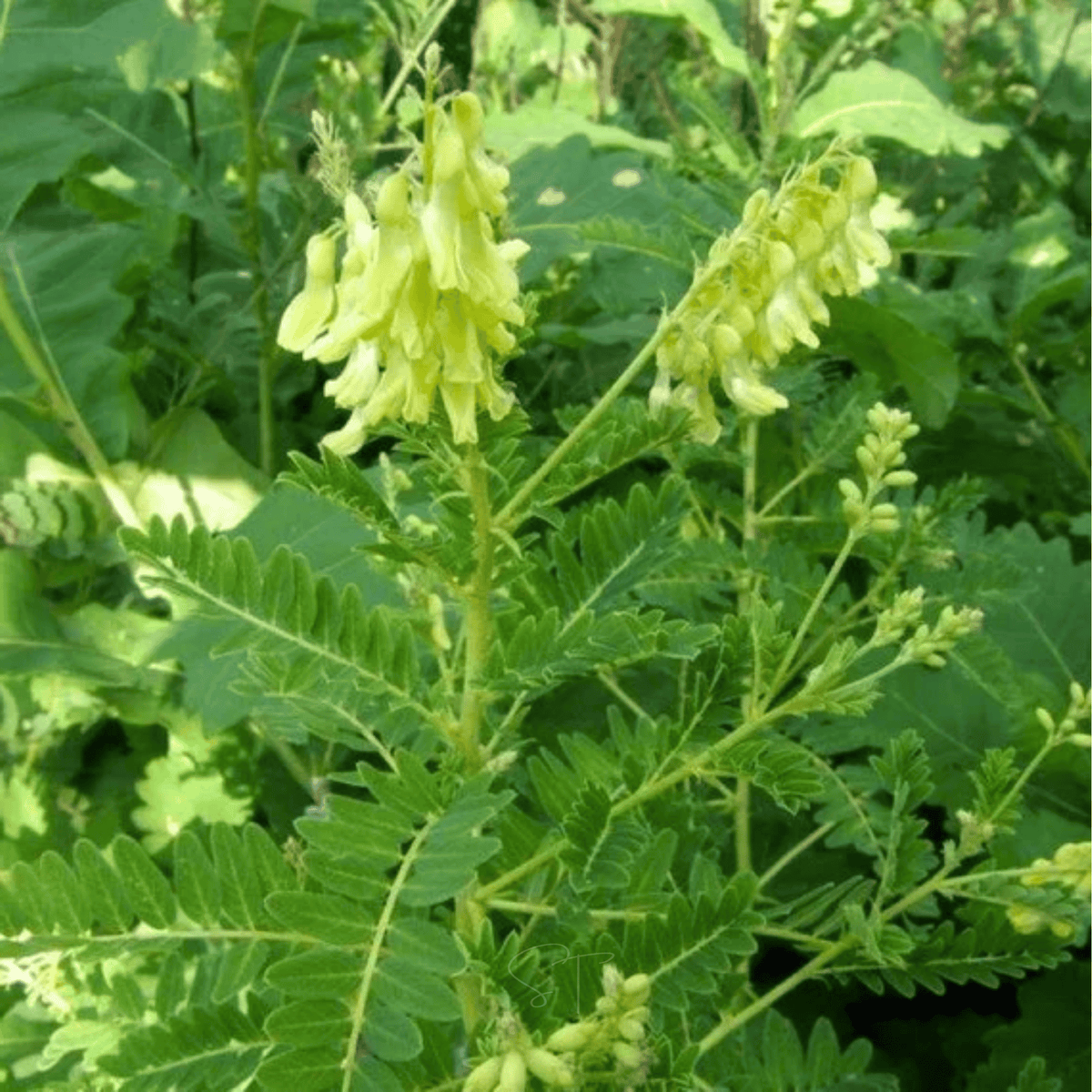 Astragalus (Huang Qi) – 25 Seeds