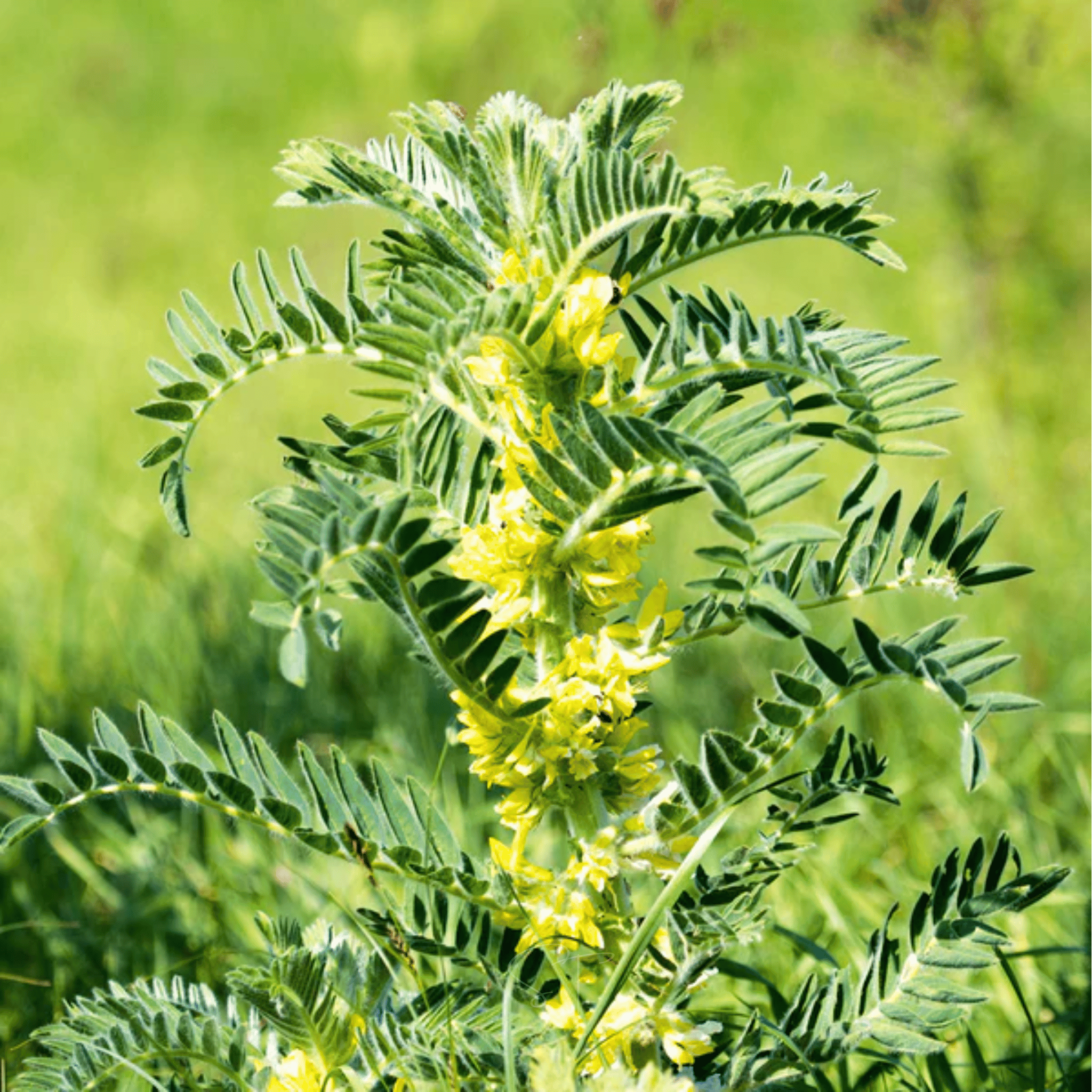 Astragalus (Huang Qi) – 25 Seeds