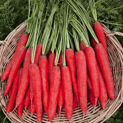 Atomic Red Carrot – 250 Seeds
