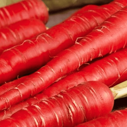 Atomic Red Carrot – 250 Seeds