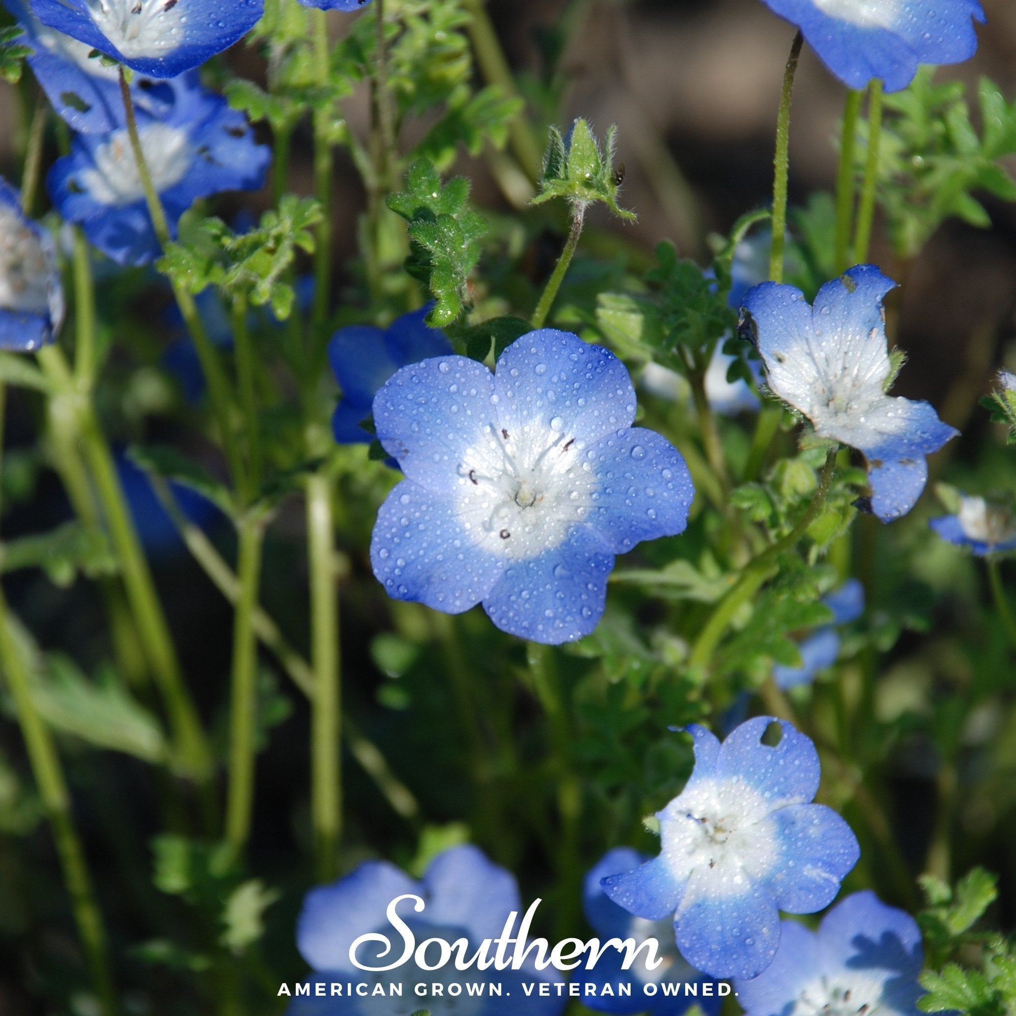 Baby Blue Eyes – 200 Seeds