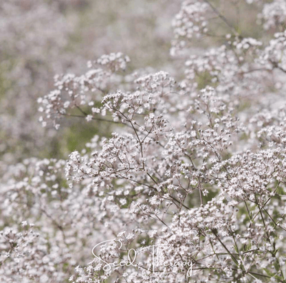 Perennial Baby’s Breath – 100 Seeds