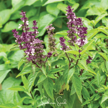 Blue Spice Basil – 100 Seeds