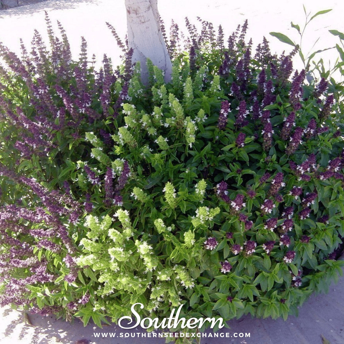 Cinnamon Basil – 250 Seeds