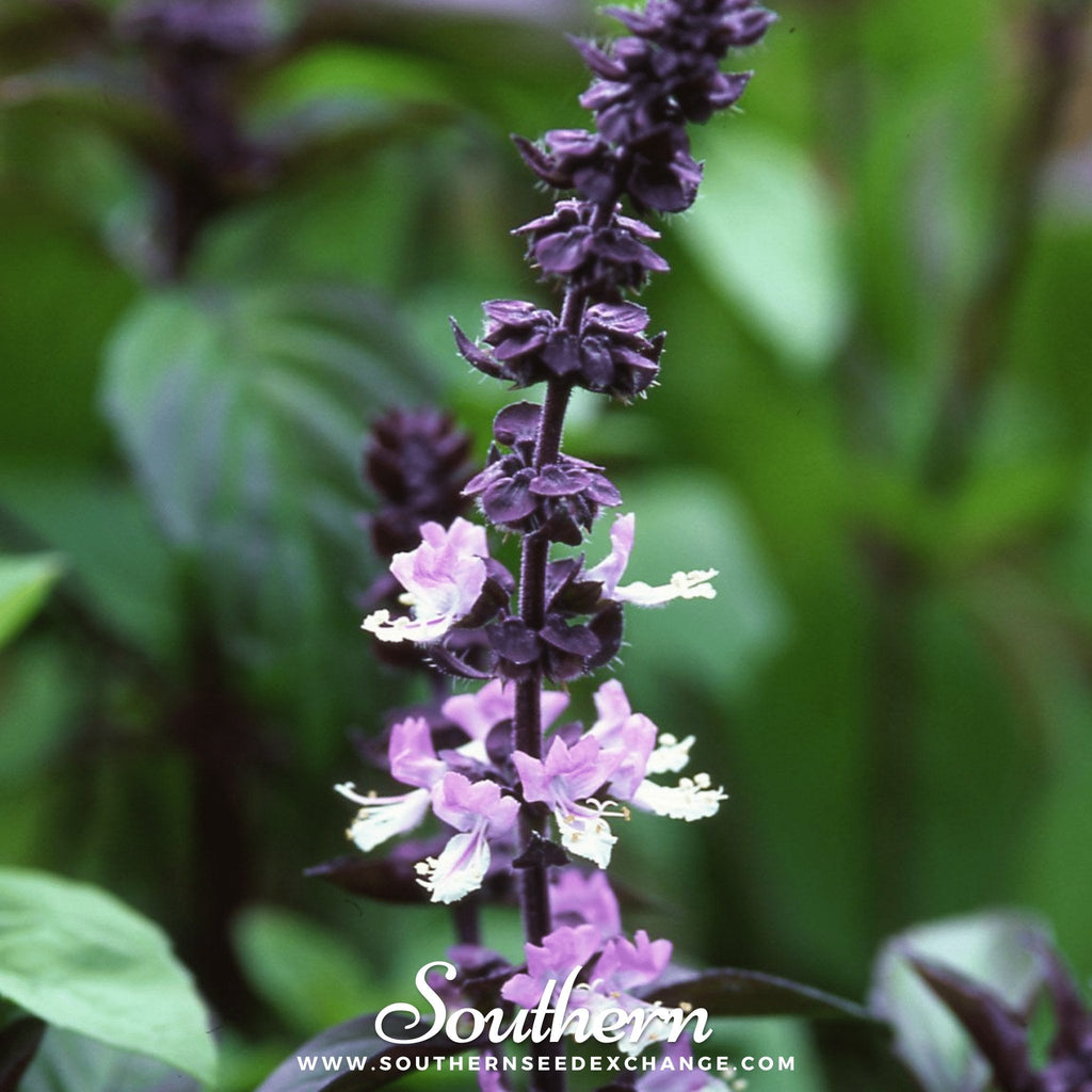Cinnamon Basil – 250 Seeds