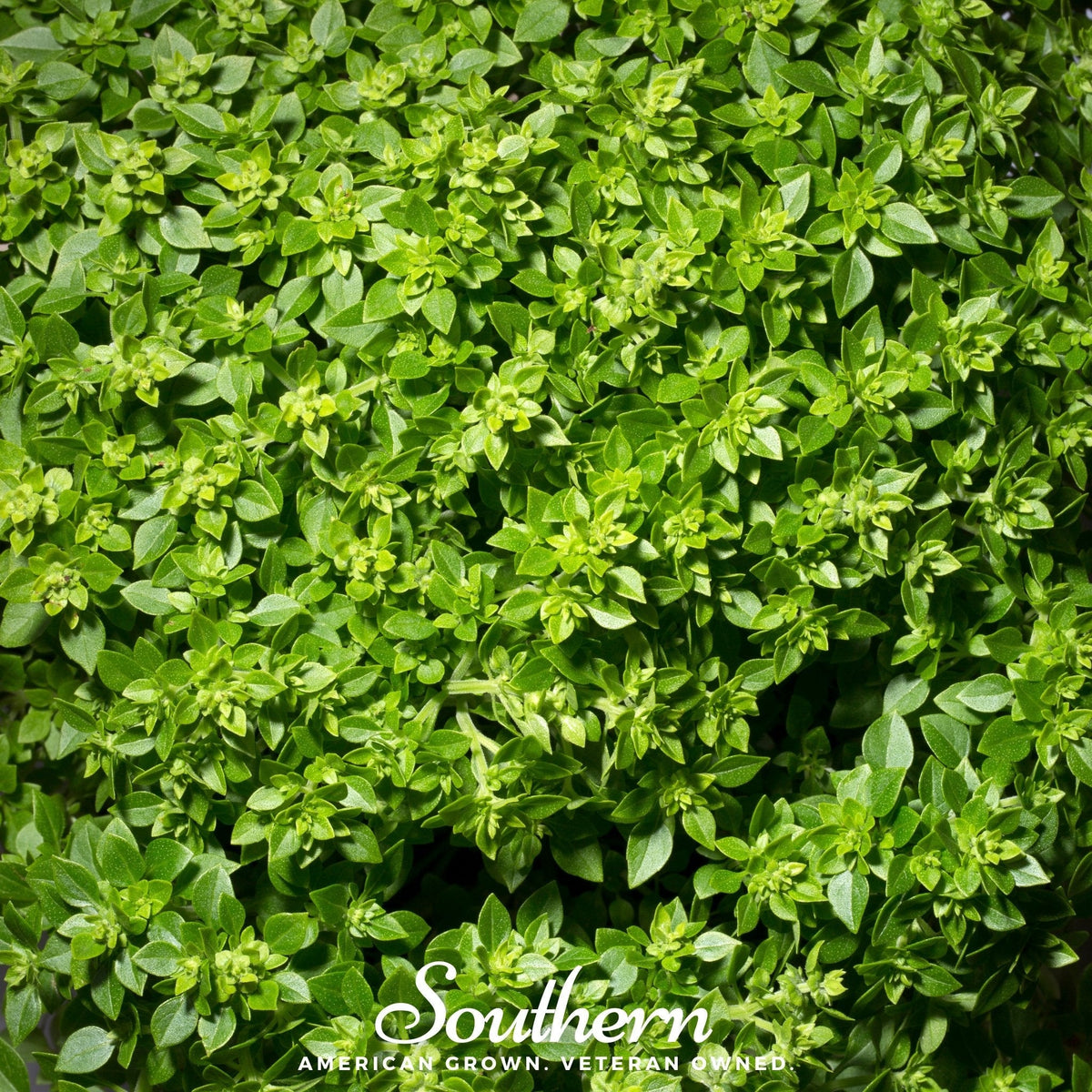 Dwarf Greek Basil – 250 Seeds