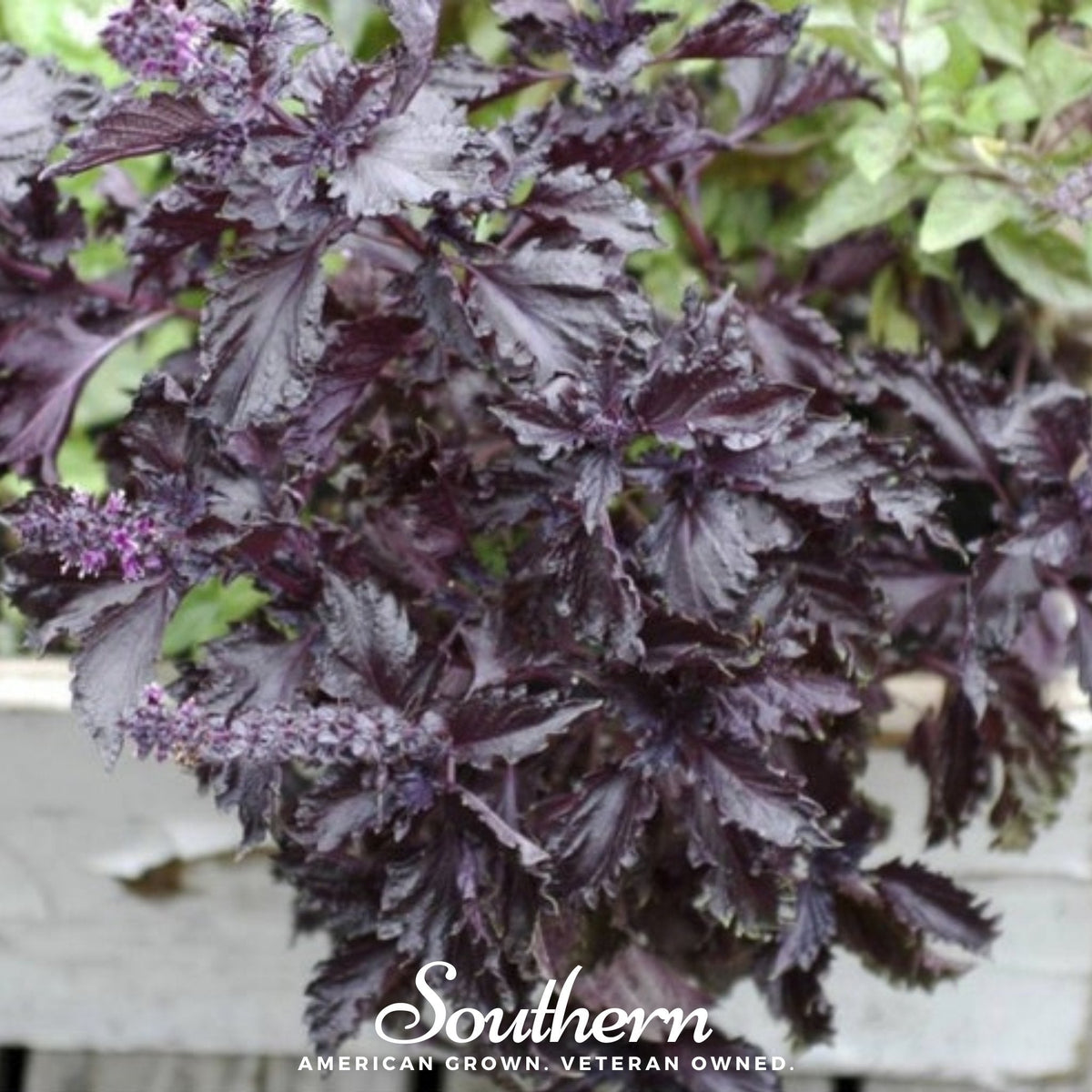 Purple Ruffles Basil – 250 Seeds
