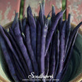 Blue Coco Bean (Pole) – 30 Seeds