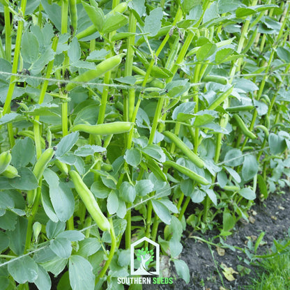 Broad Windsor Fava Bean – 10 Seeds