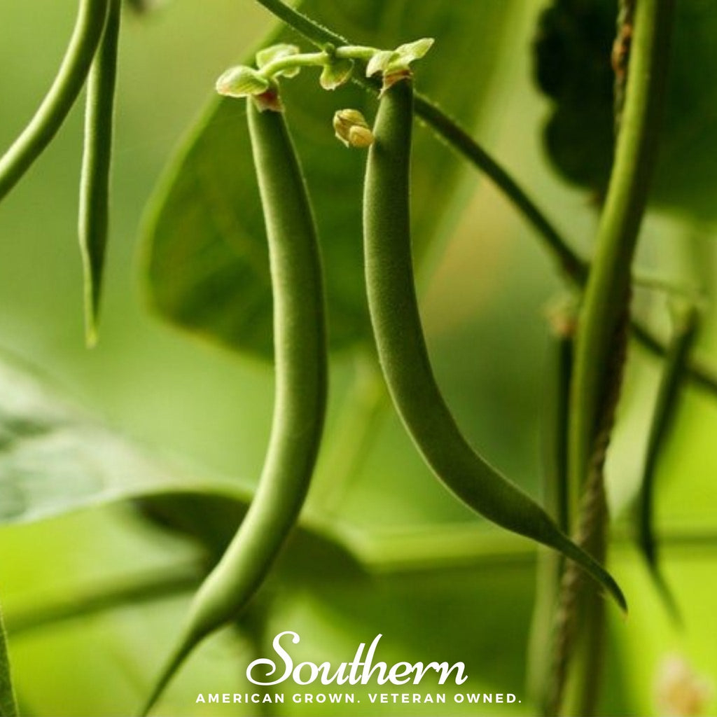 Kentucky Blue Bean (Pole) – 50 Seeds