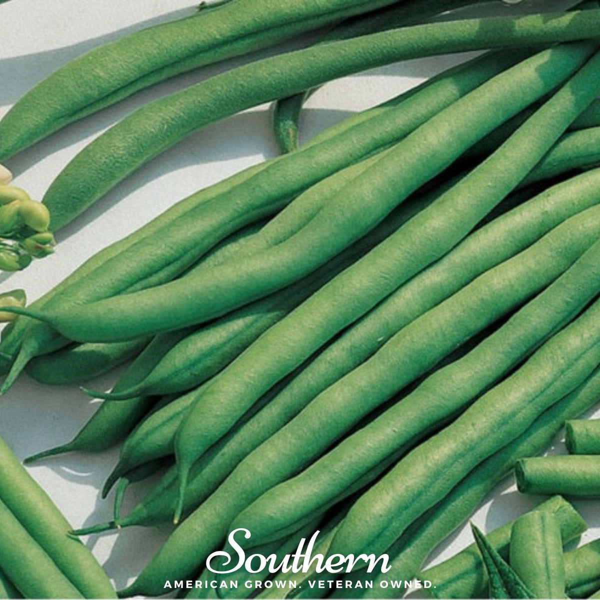 Kentucky Blue Bean (Pole) – 50 Seeds