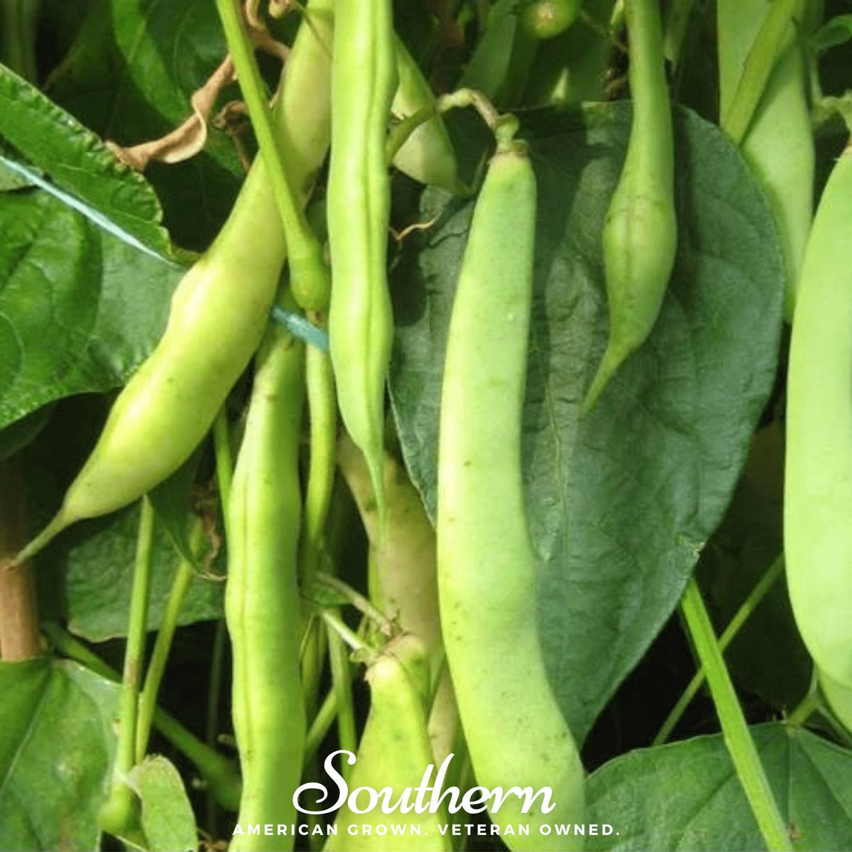 Dark Red Kidney Bean (Bush) – 20 Seeds