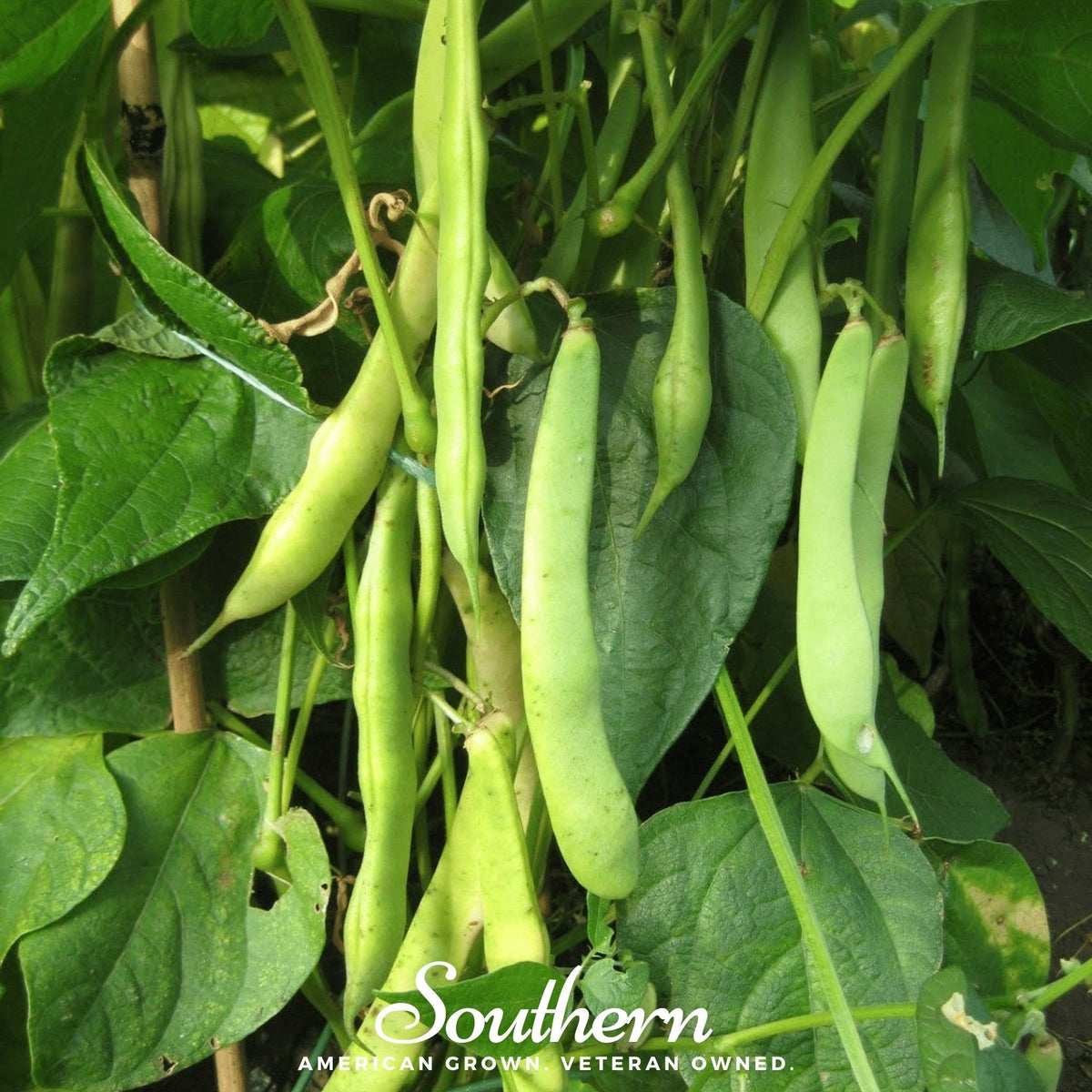 Light Red Kidney Bean (Bush) – 20 Seeds