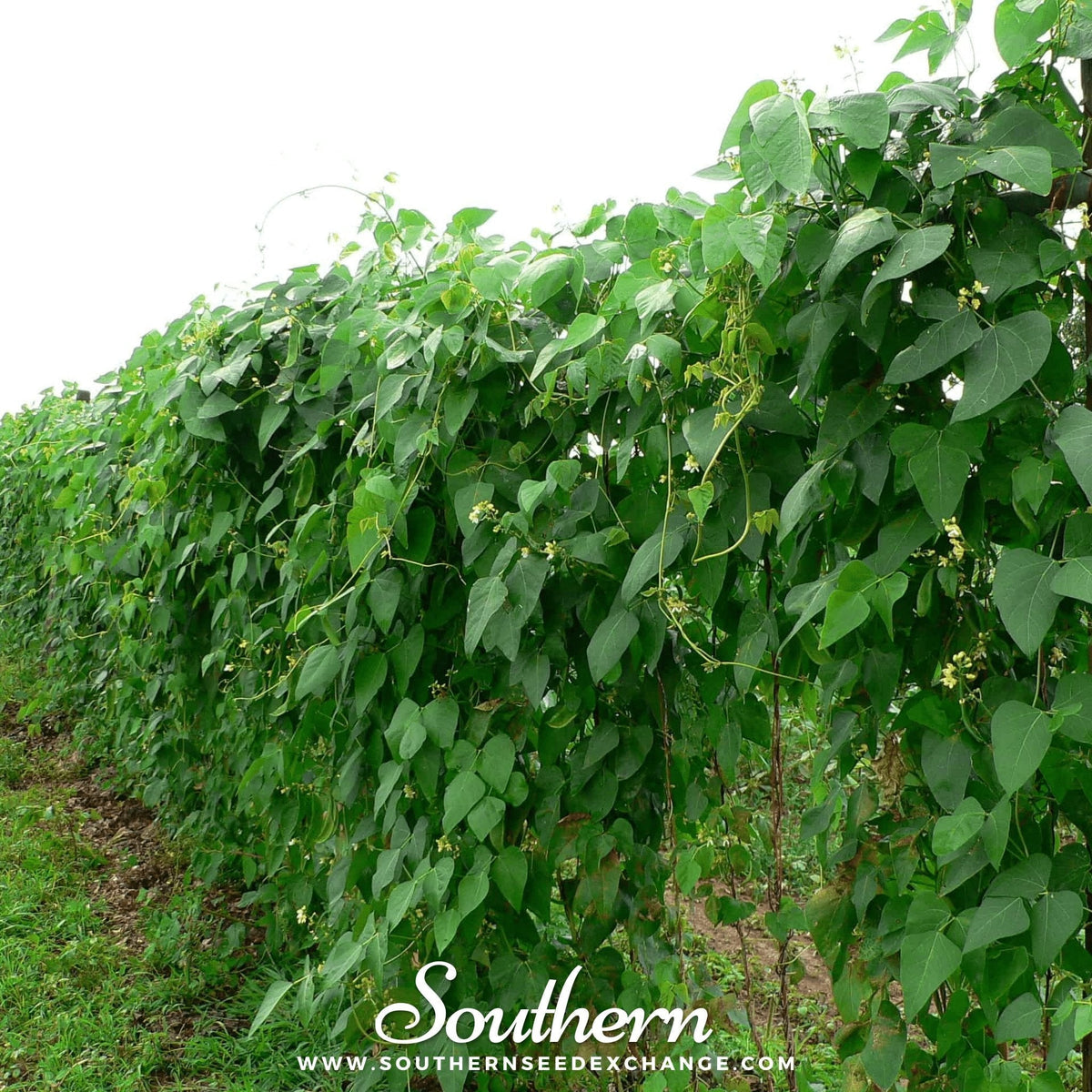 Henderson Lima Bean (Pole) – 15 Seeds