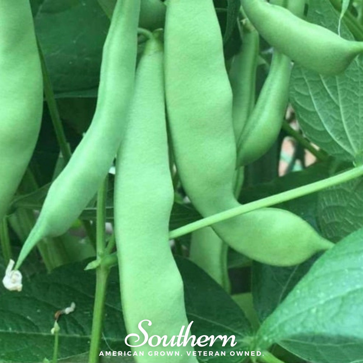 Roma II Bean (Bush Bean) – 30 Seeds