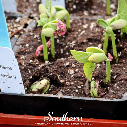 Roma II Bean (Bush Bean) – 30 Seeds