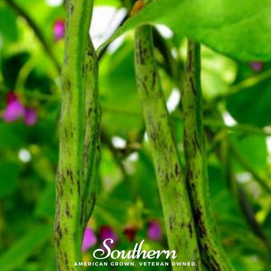 Tiger's Eye Bean (Bush) – 30 Seeds
