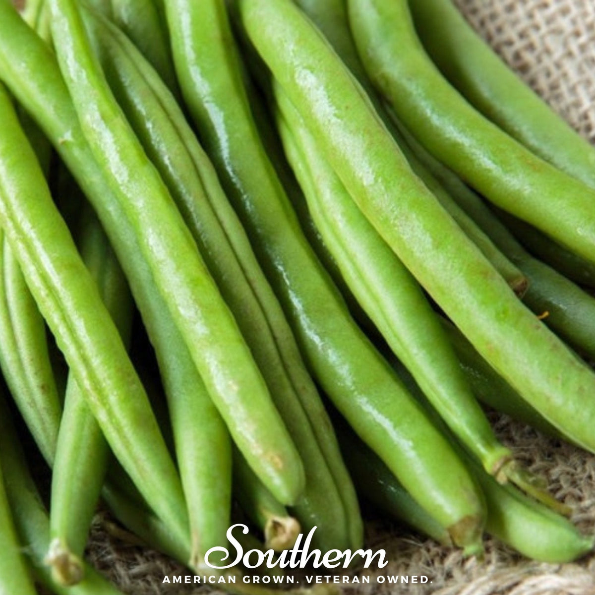 Topcrop Bean (Bush) – 50 Seeds