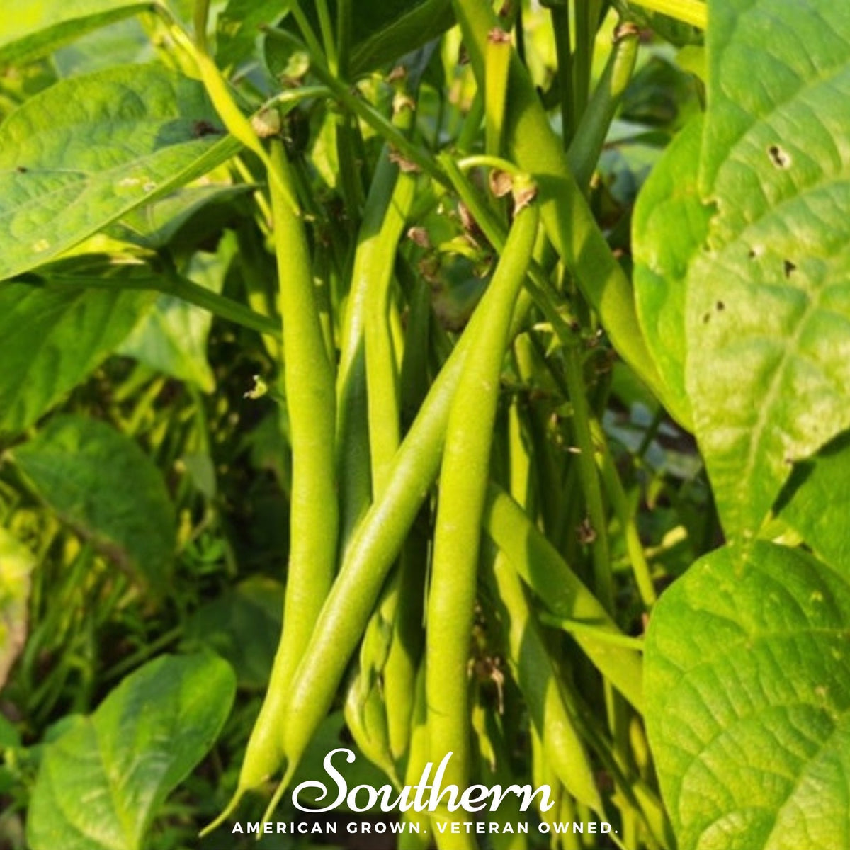 Topcrop Bean (Bush) – 50 Seeds