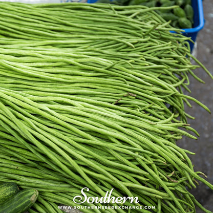 Yard Long Green Bean (Pole) – 15 Seeds
