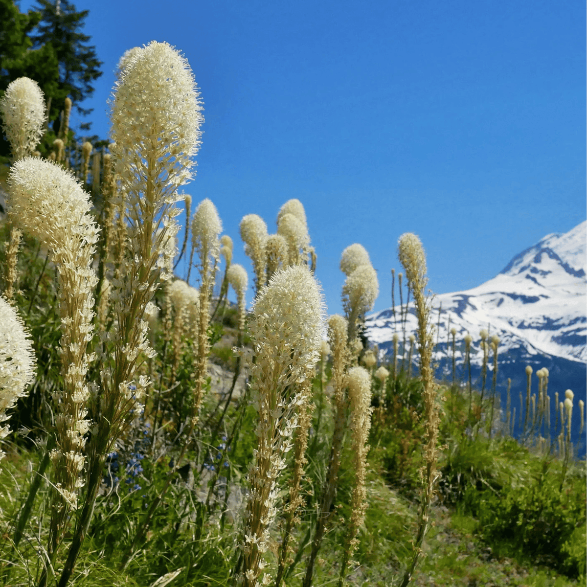 Bear Grass – 50 Seeds