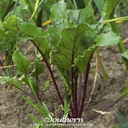 Crosby’s Egyptian Beet – 100 Seeds