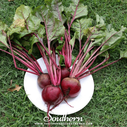 Crosby’s Egyptian Beet – 100 Seeds