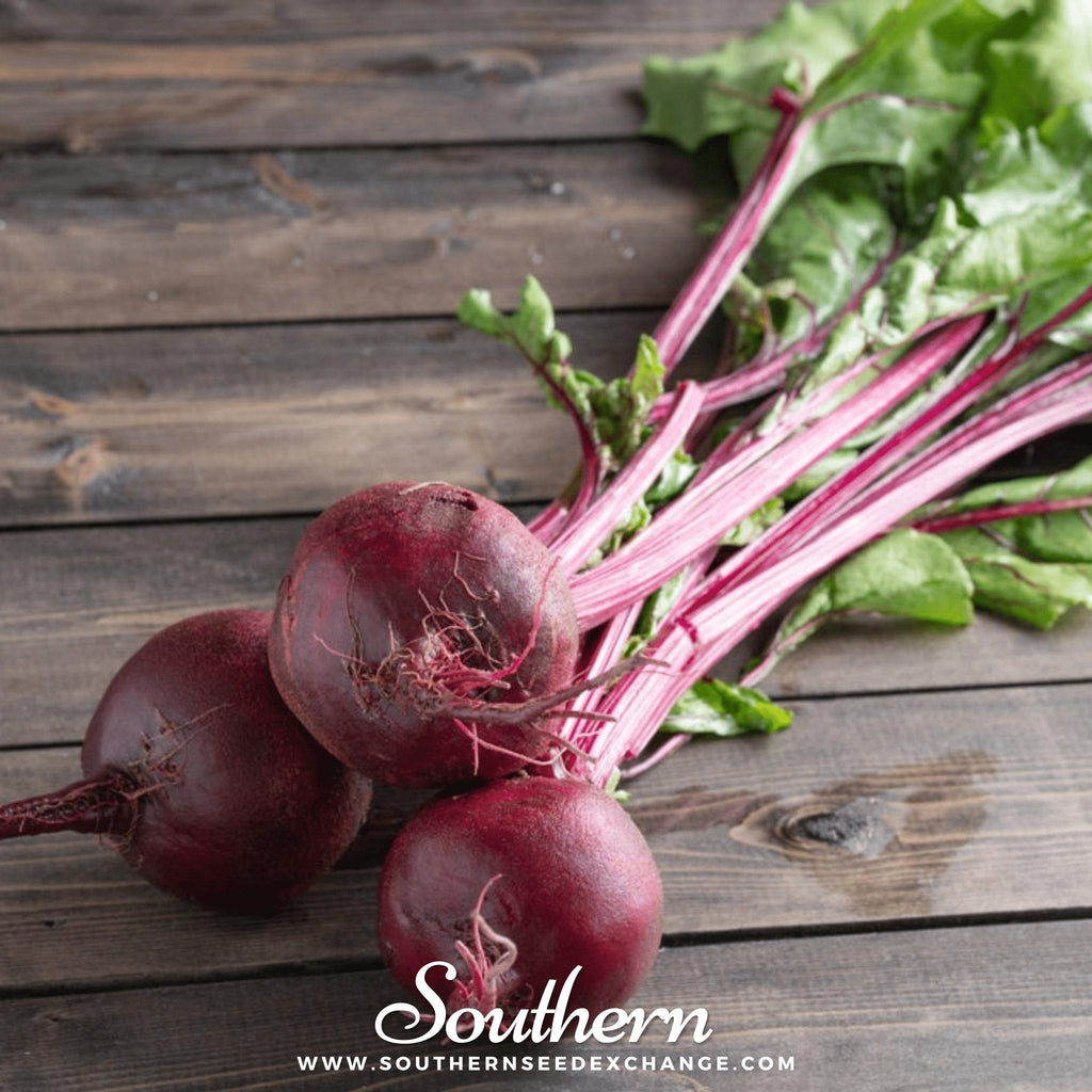 Crosby’s Egyptian Beet – 100 Seeds