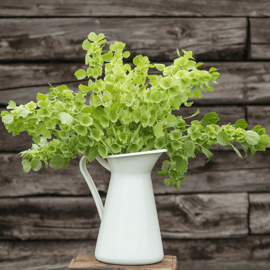 Bells of Ireland – 100 Seeds