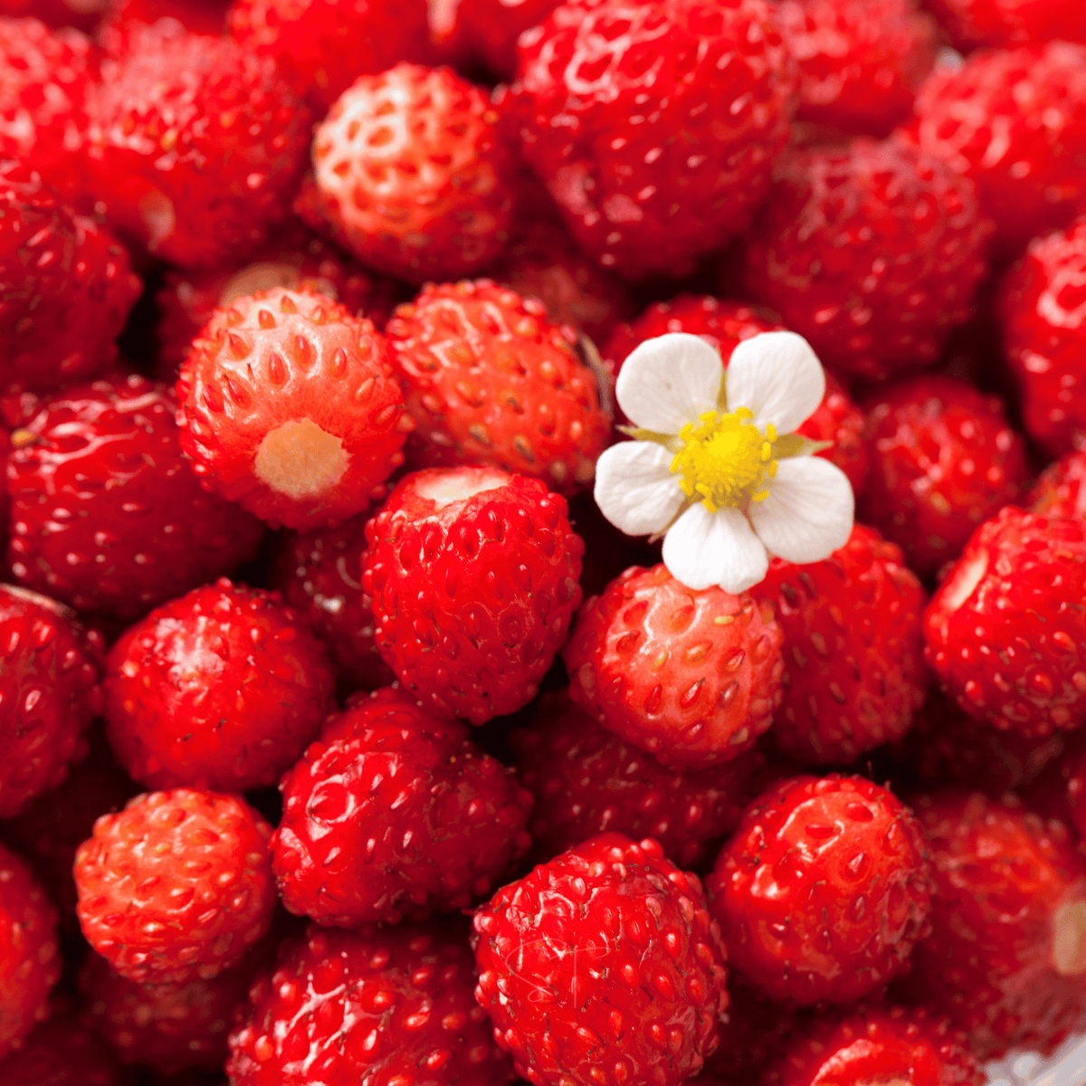 Berry Seed Collection (Elderberry • Blueberry • Strawberry)