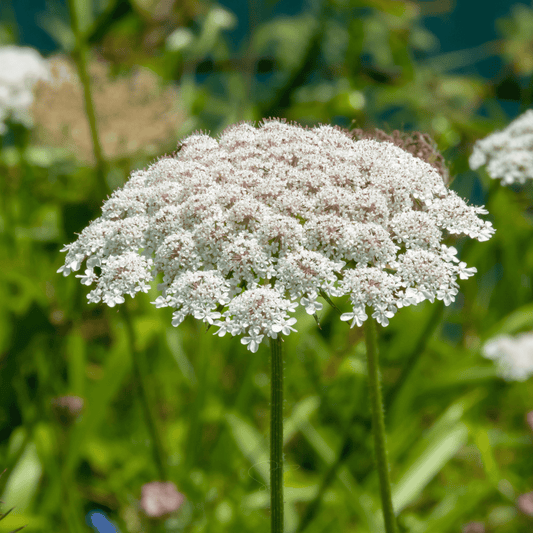 Bishop’s Flower (Wild Carrot) – 500 Seeds