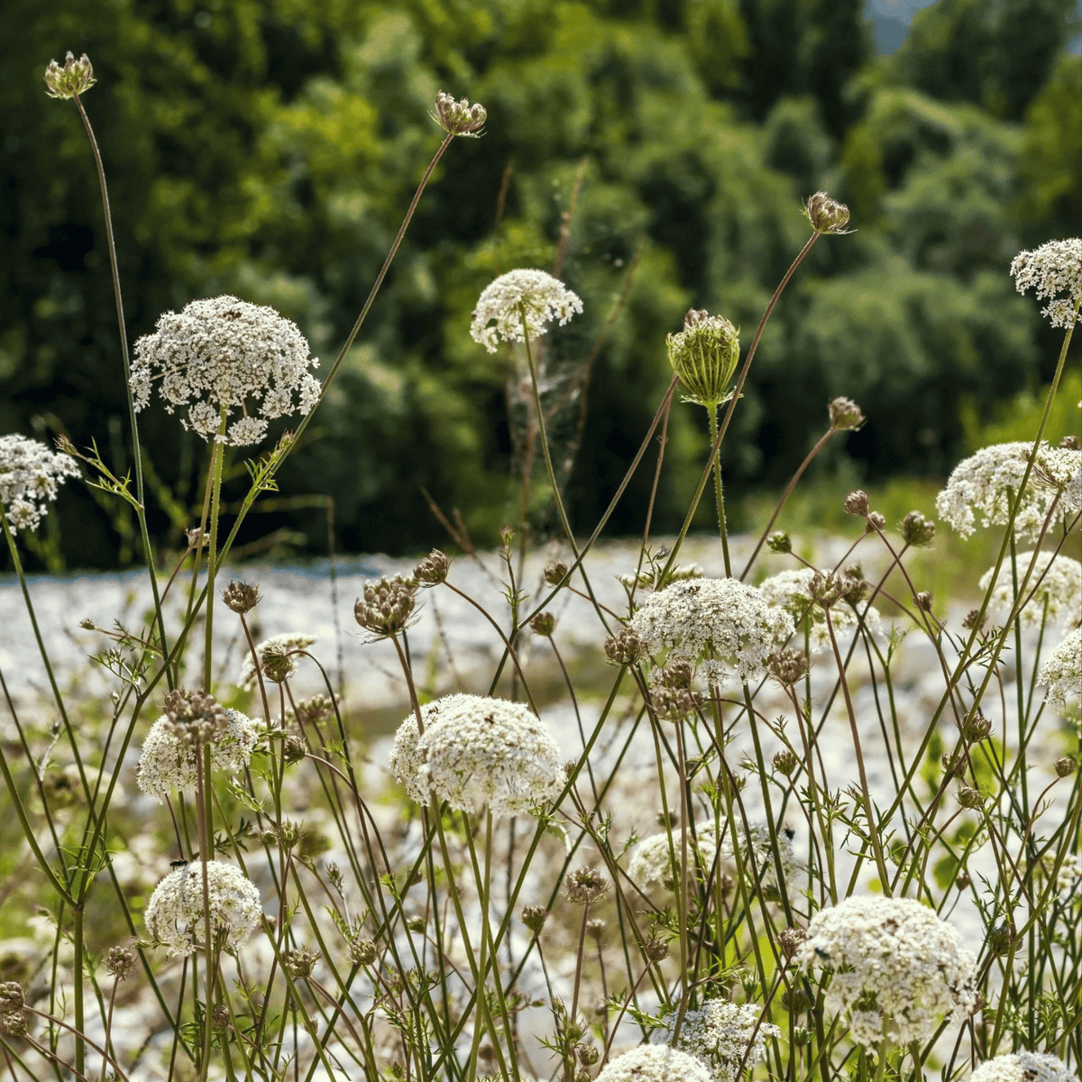 Bishop’s Flower (Wild Carrot) – 500 Seeds