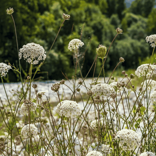 Bishop’s Flower (Wild Carrot) – 500 Seeds