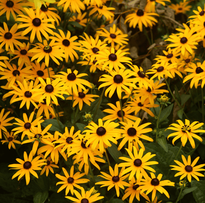 Black Eyed Susans – 100 Seeds