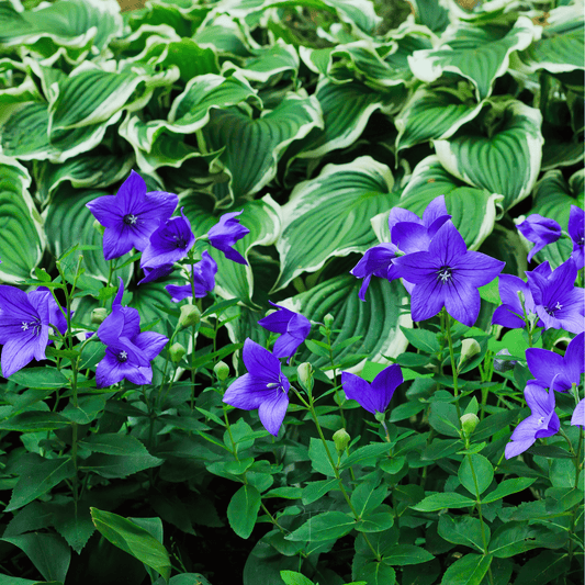 Blue Balloon Flower – 50 Seeds