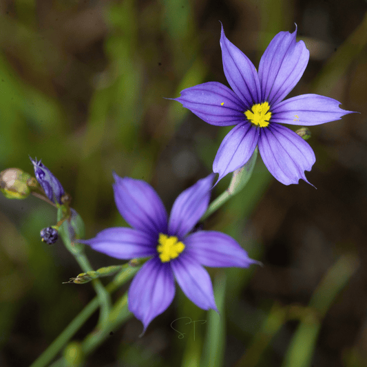Blue Eyed Stout Grass – 50 Seeds