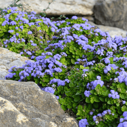 Blue Mink Dwarf Ageratum – 100 Seeds