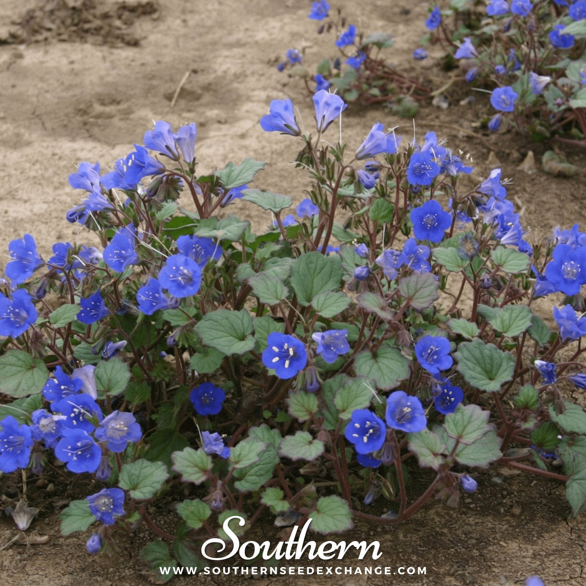 California Bluebell – 500 Seeds