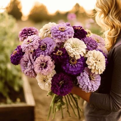 Blueberry Cheesecake Zinnia – 100 Seeds