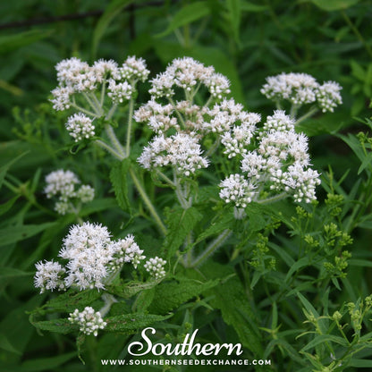 Boneset (Eupatorium) – 100 Seeds